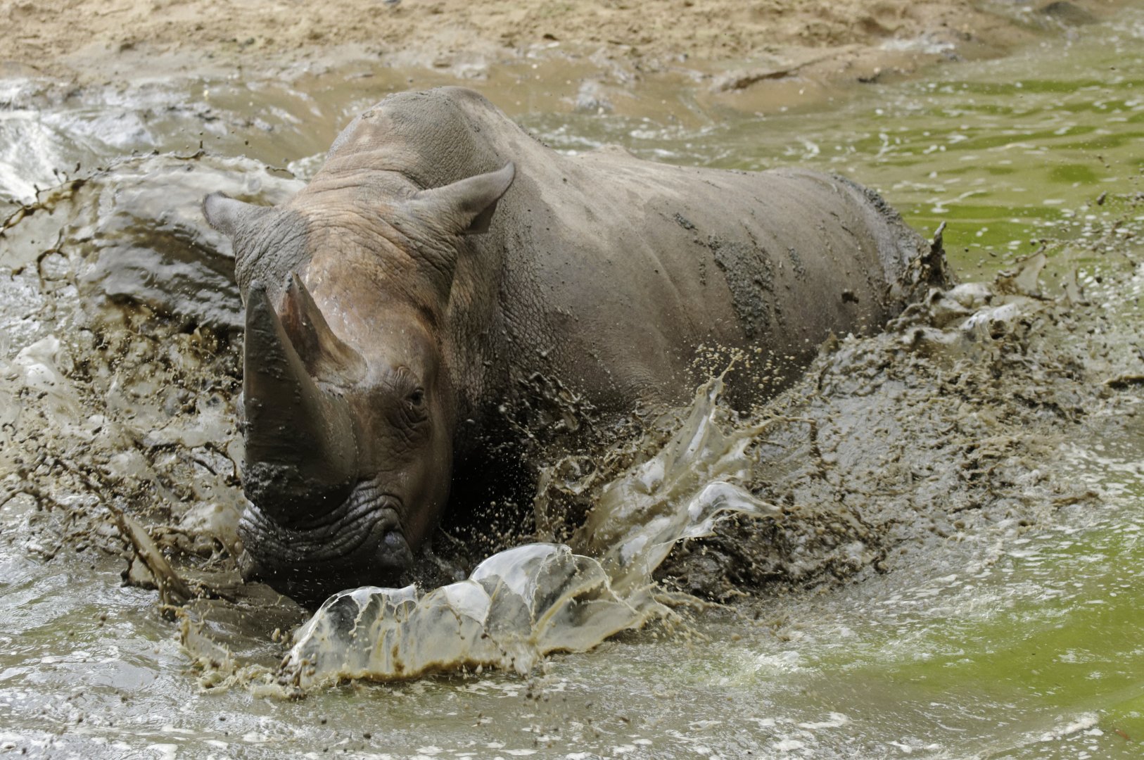 Southern white rhinoceros (Ceratotherium simum simum)