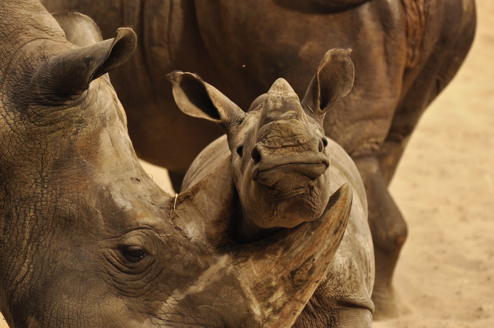 Southern white rhinoceros (Ceratotherium simum simum)