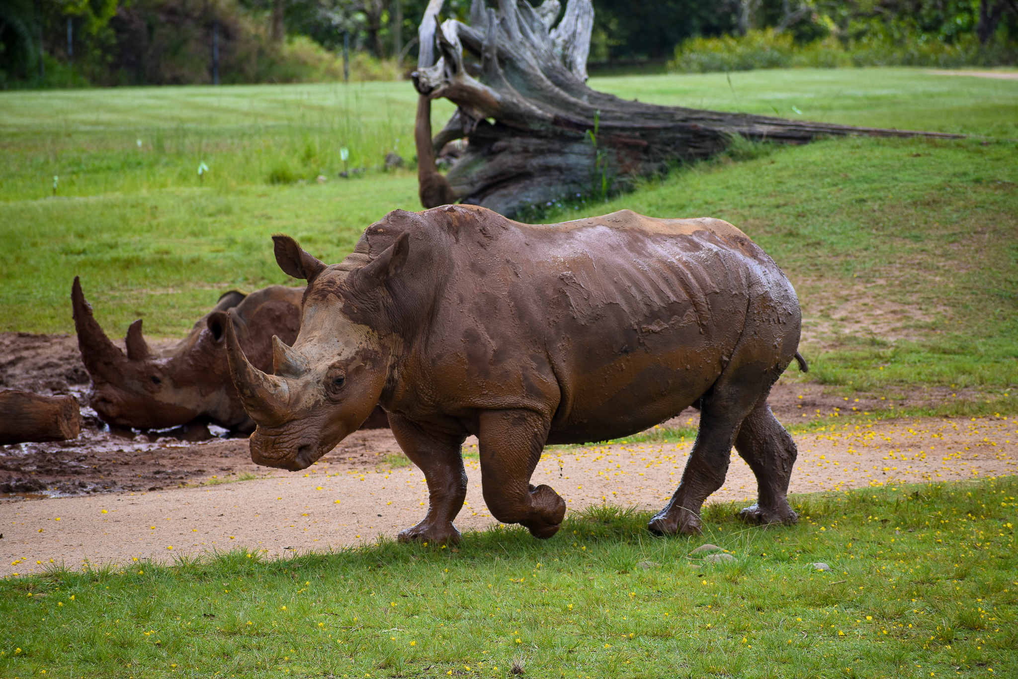 Southern White Rhinoceros (Ceratotherium simum simum)