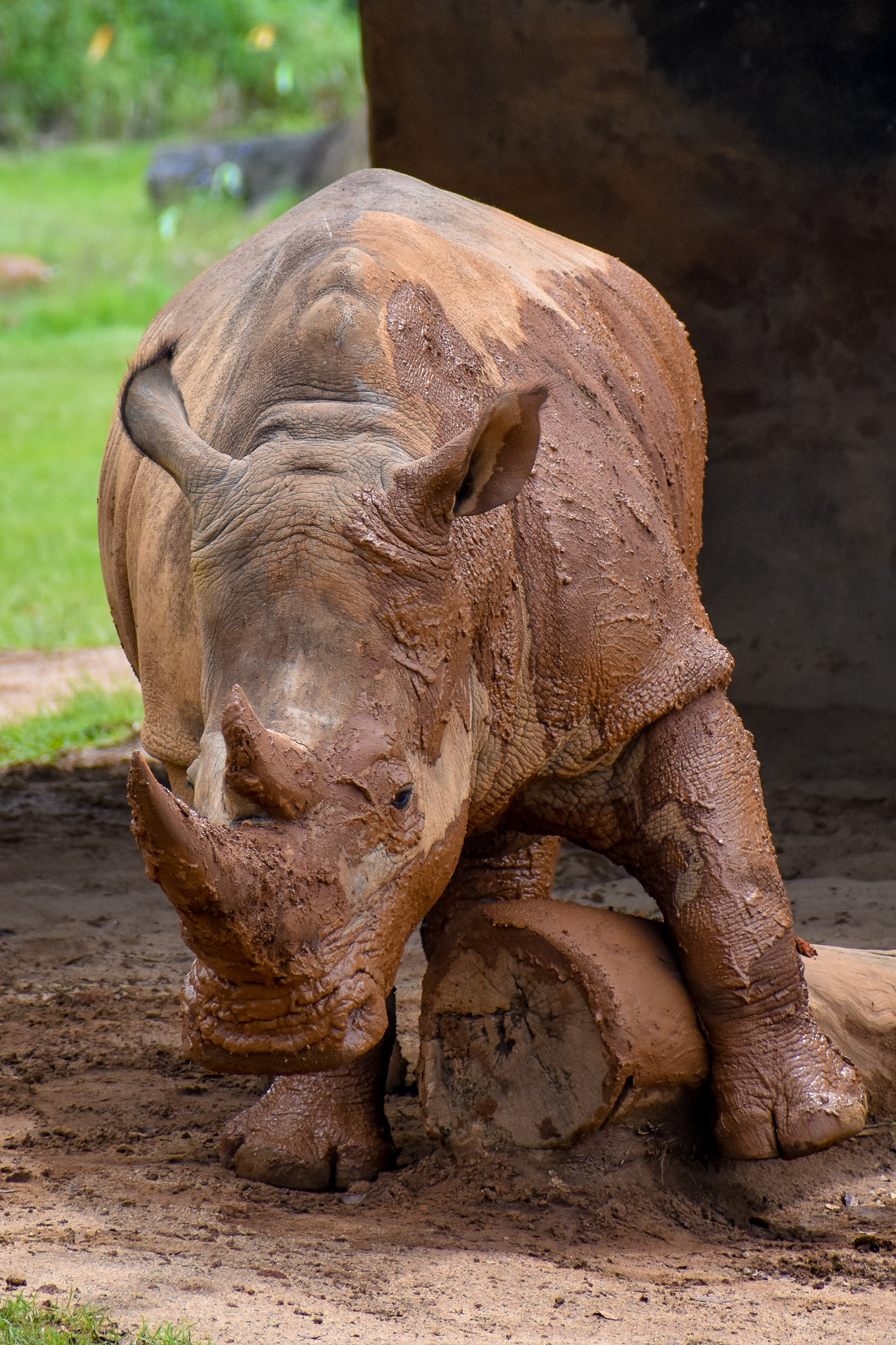 Southern White Rhinoceros (Ceratotherium simum simum)