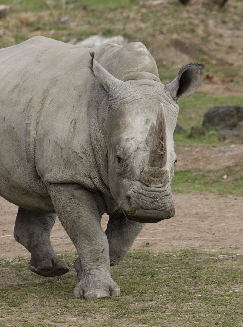 Southern white rhinoceros (Ceratotherium simum simum)