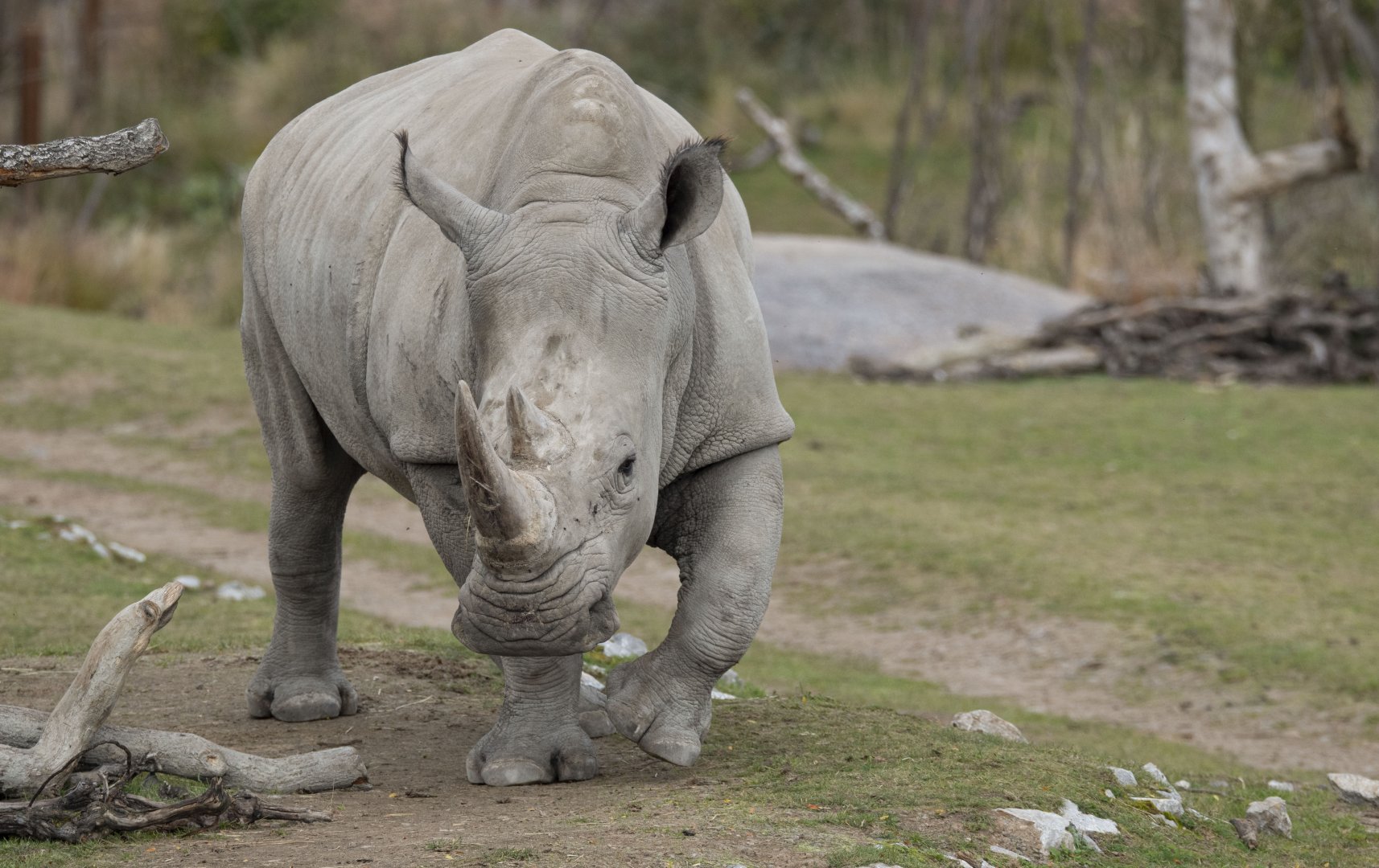 Southern white rhinoceros (Ceratotherium simum simum)
