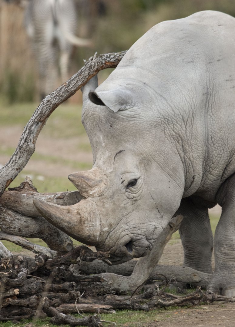 Southern white rhinoceros (Ceratotherium simum simum)