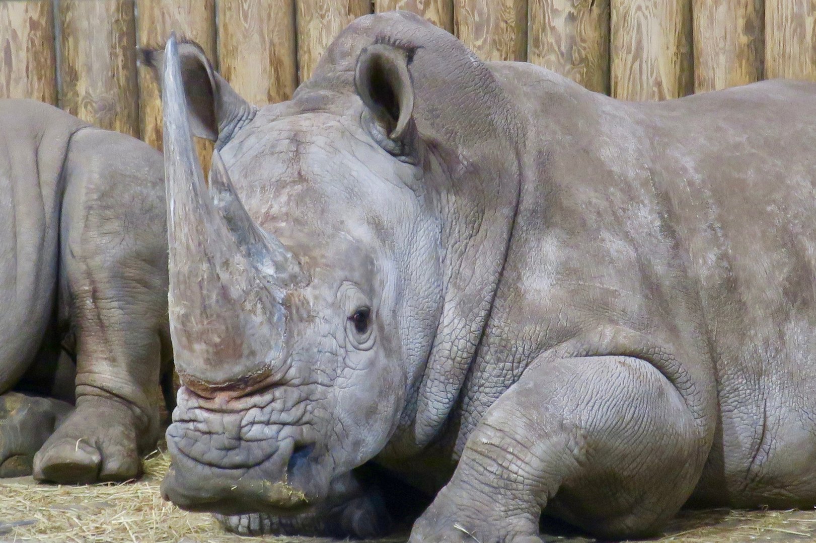Southern White Rhinoceros (Ceratotherium simum simum)