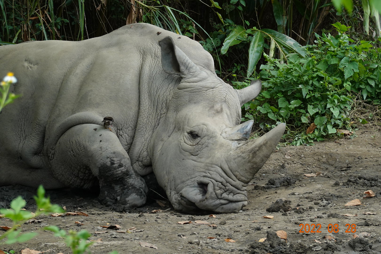 Southern White Rhinoceros (Ceratotherium simum simum)
