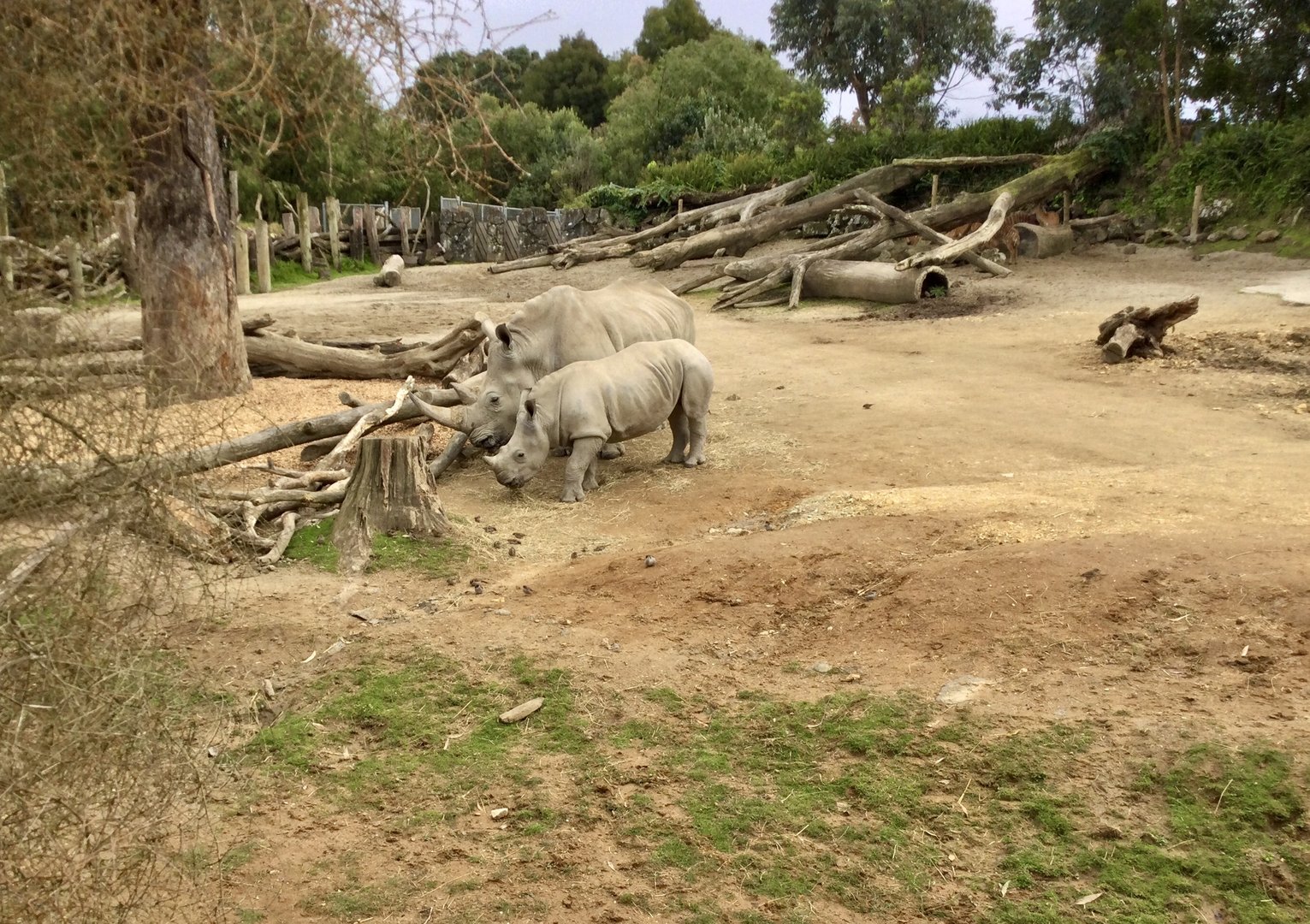 Southern white rhinoceros (Ceratotherium simum simum)