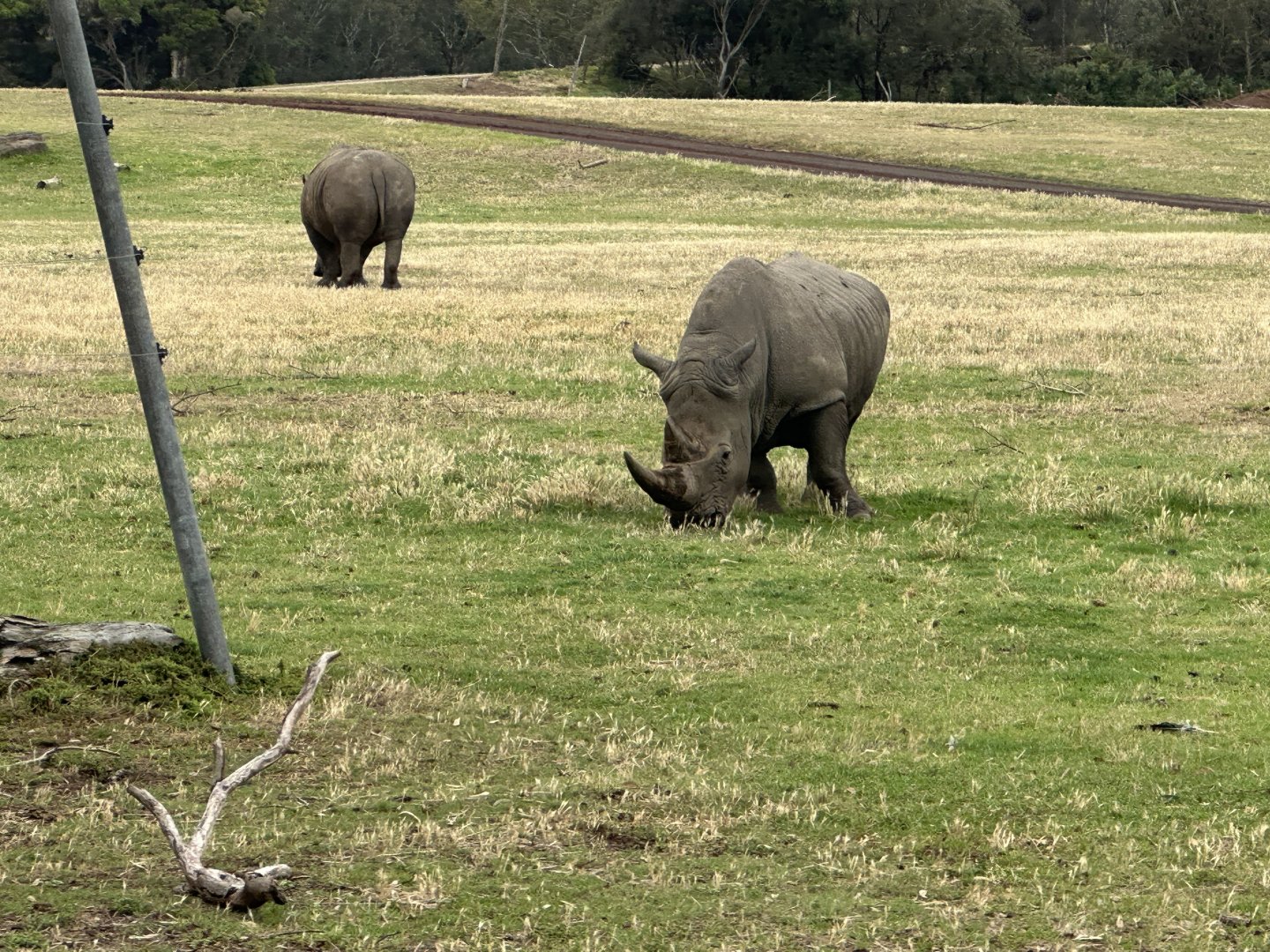 Southern white rhinoceros (Ceratotherium simum simum)