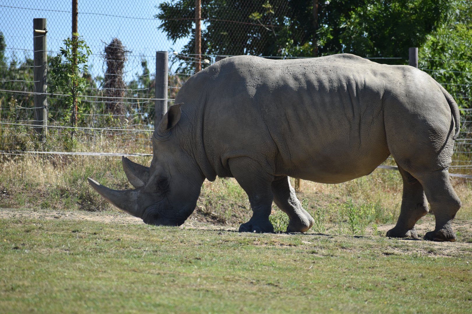 Southern white rhinoceros (Ceratotherium simum simum)
