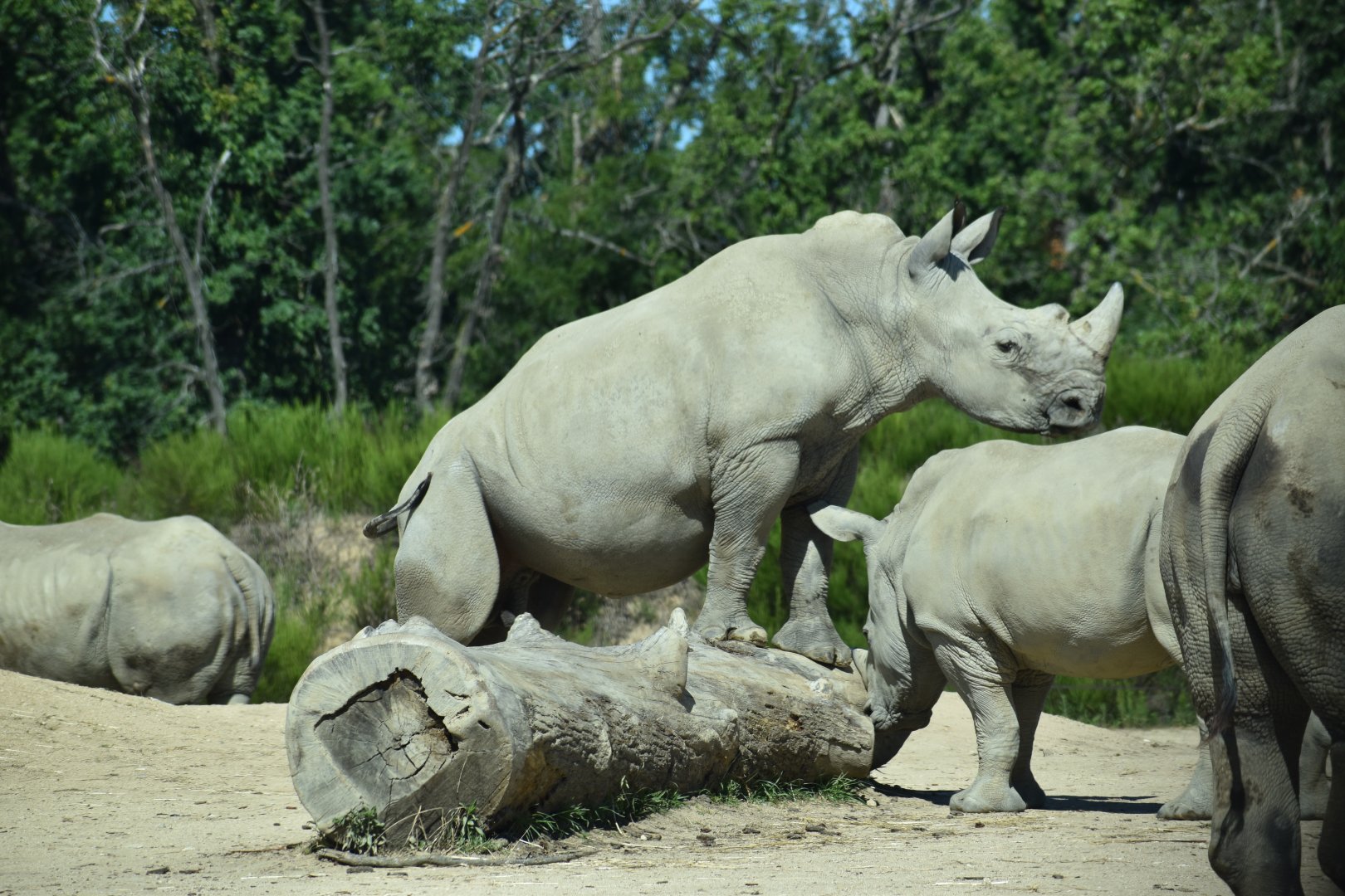 Southern white rhinoceros (Ceratotherium simum simum)