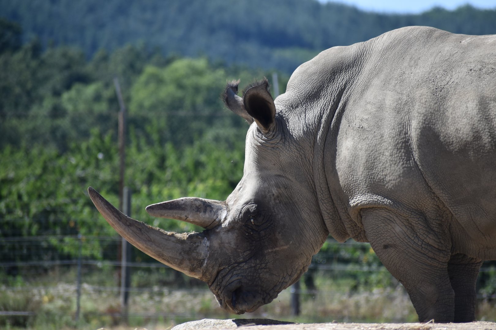 Southern white rhinoceros (Ceratotherium simum simum)
