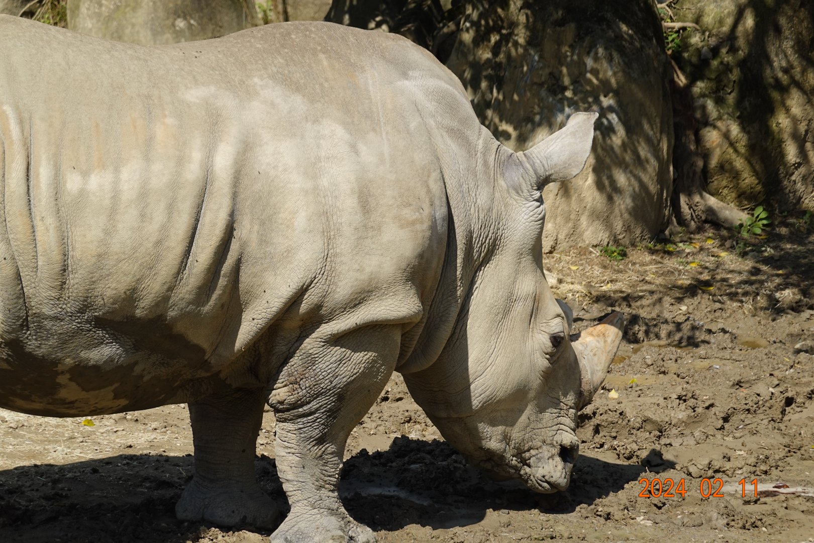 Southern White Rhinoceros (Ceratotherium simum simum)