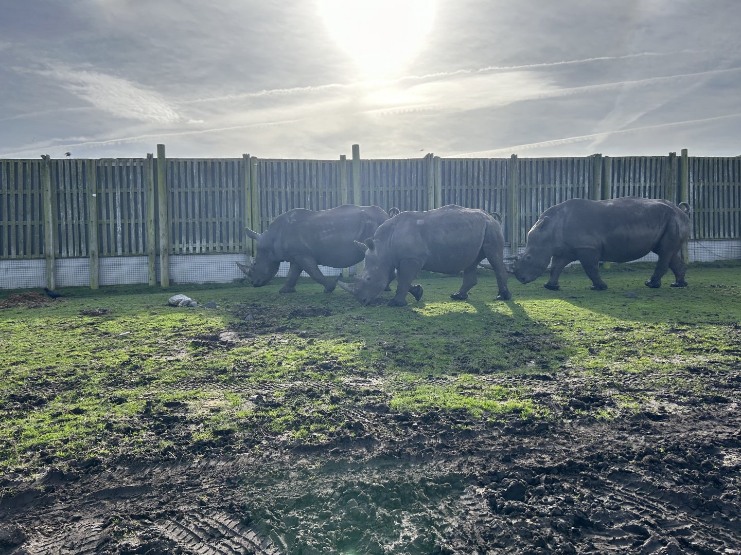 Southern White Rhinoceros (Ceratotherium simum simum)