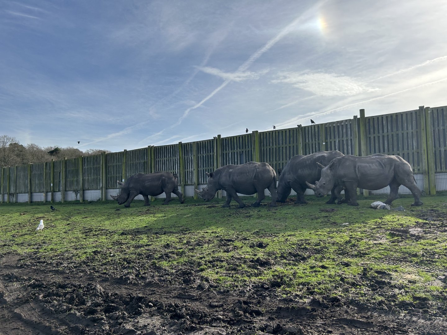 Southern White Rhinoceros (Ceratotherium simum simum)