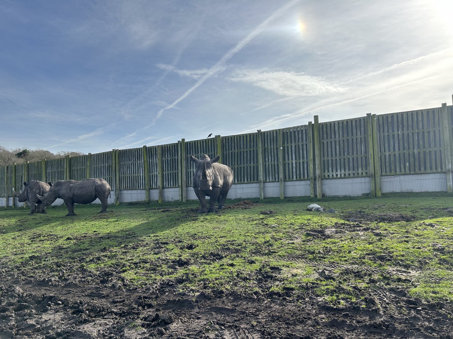 Southern White Rhinoceros (Ceratotherium simum simum)