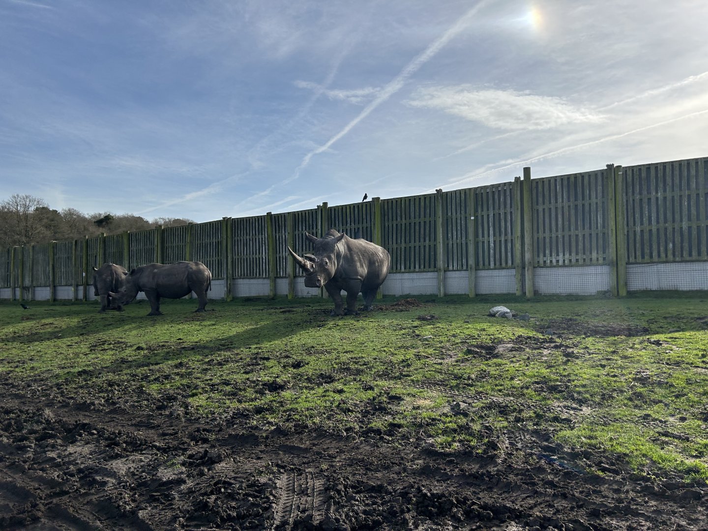 Southern White Rhinoceros (Ceratotherium simum simum)