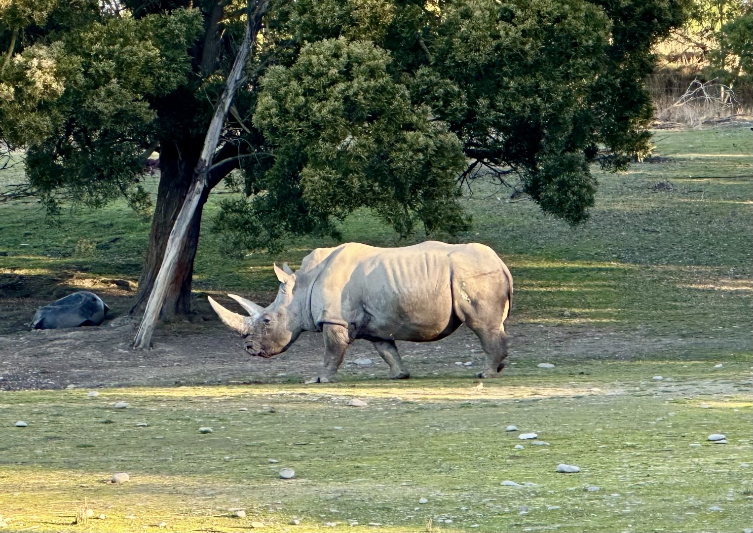 Southern white rhinoceros (Ceratotherium simum simum)