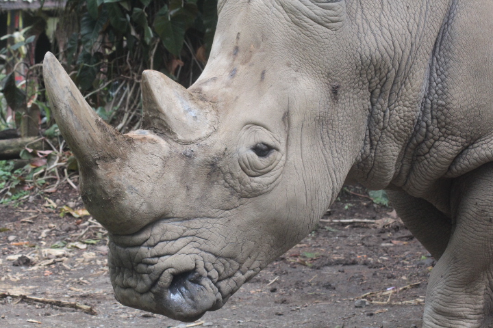 Southern white rhinoceros (Ceratotherium simum simum)