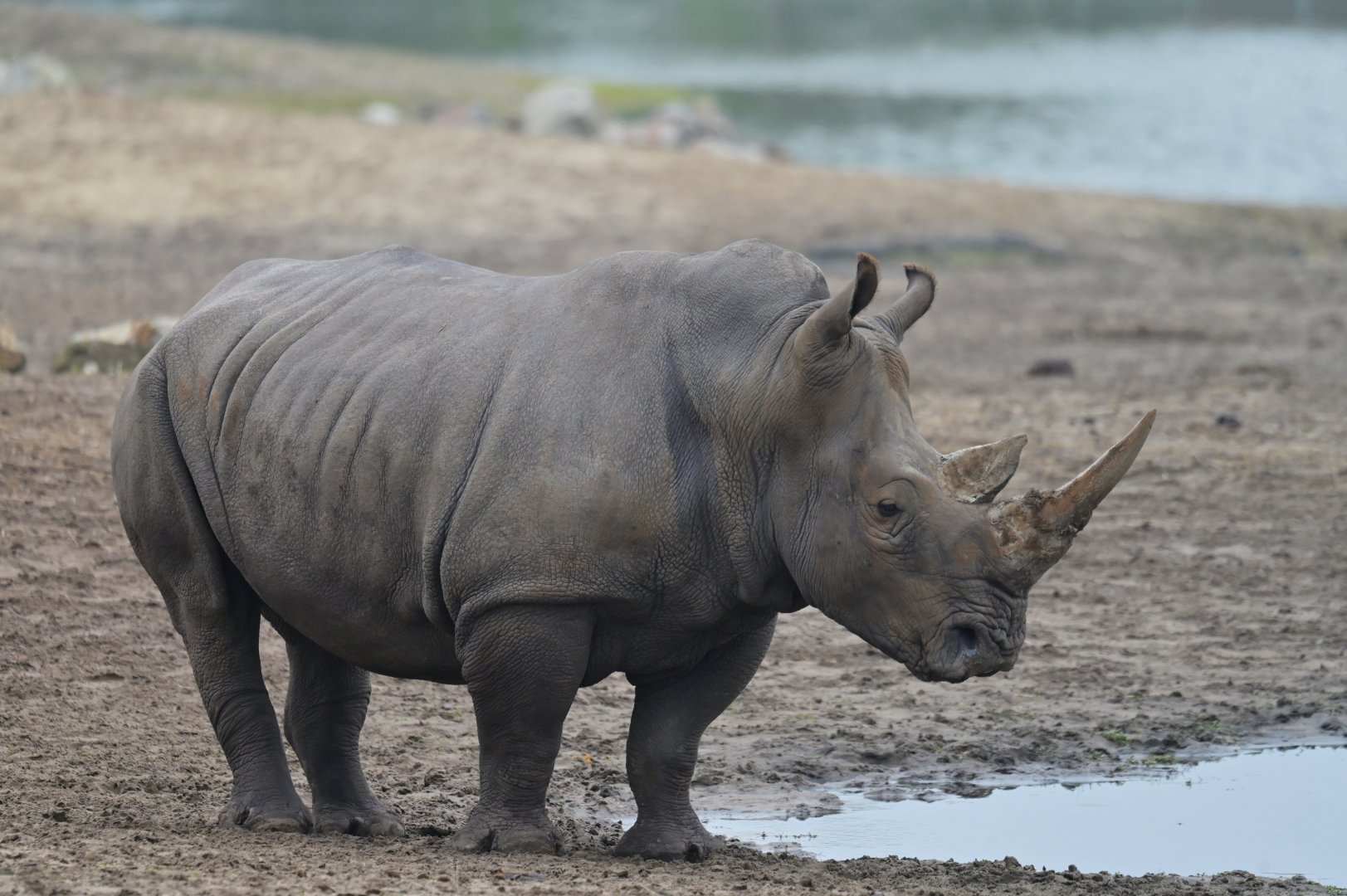 Southern white rhinoceros (Ceratotherium simum simum)