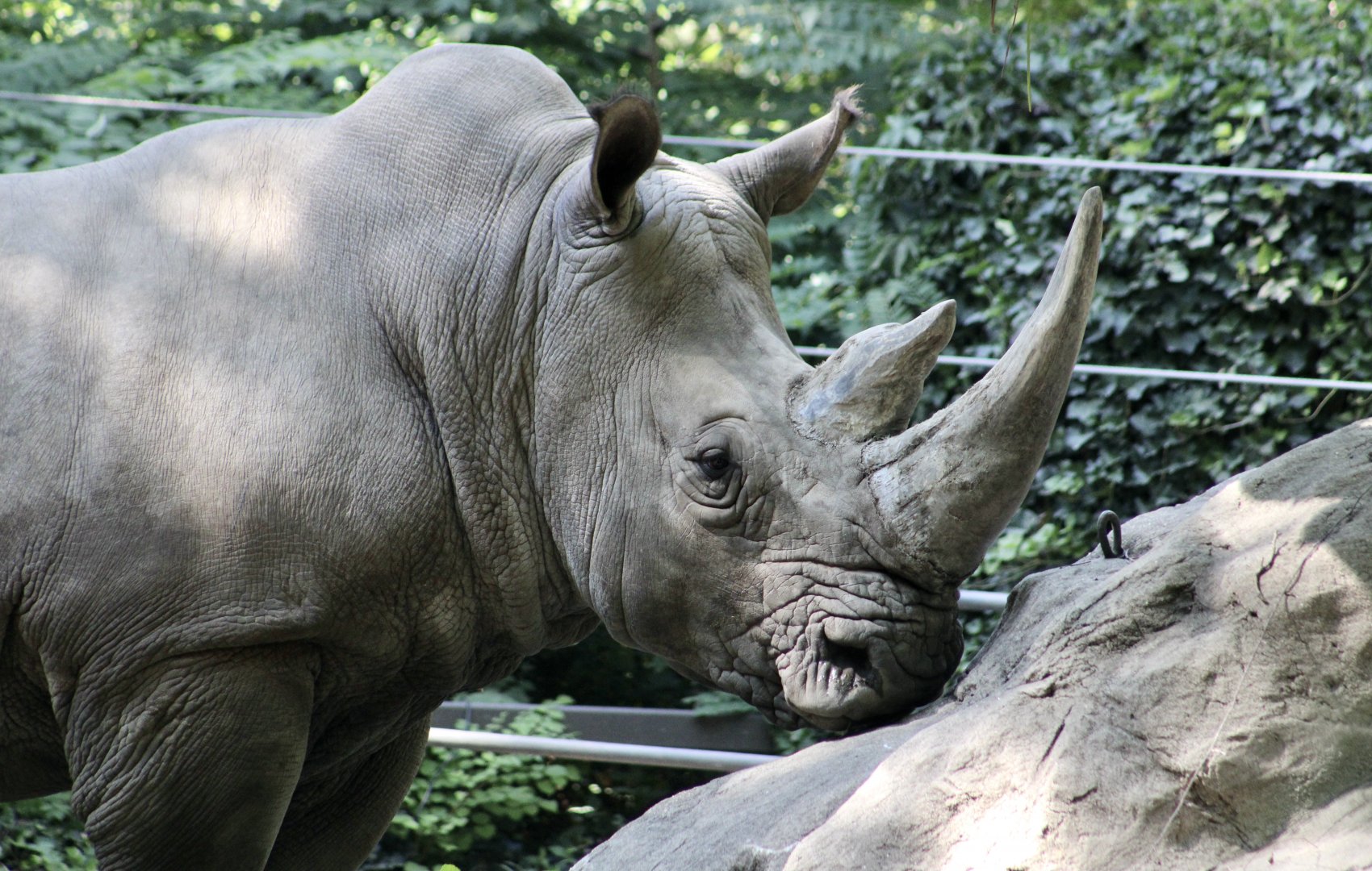 Southern White Rhinoceros (Ceratotherium simum simum)