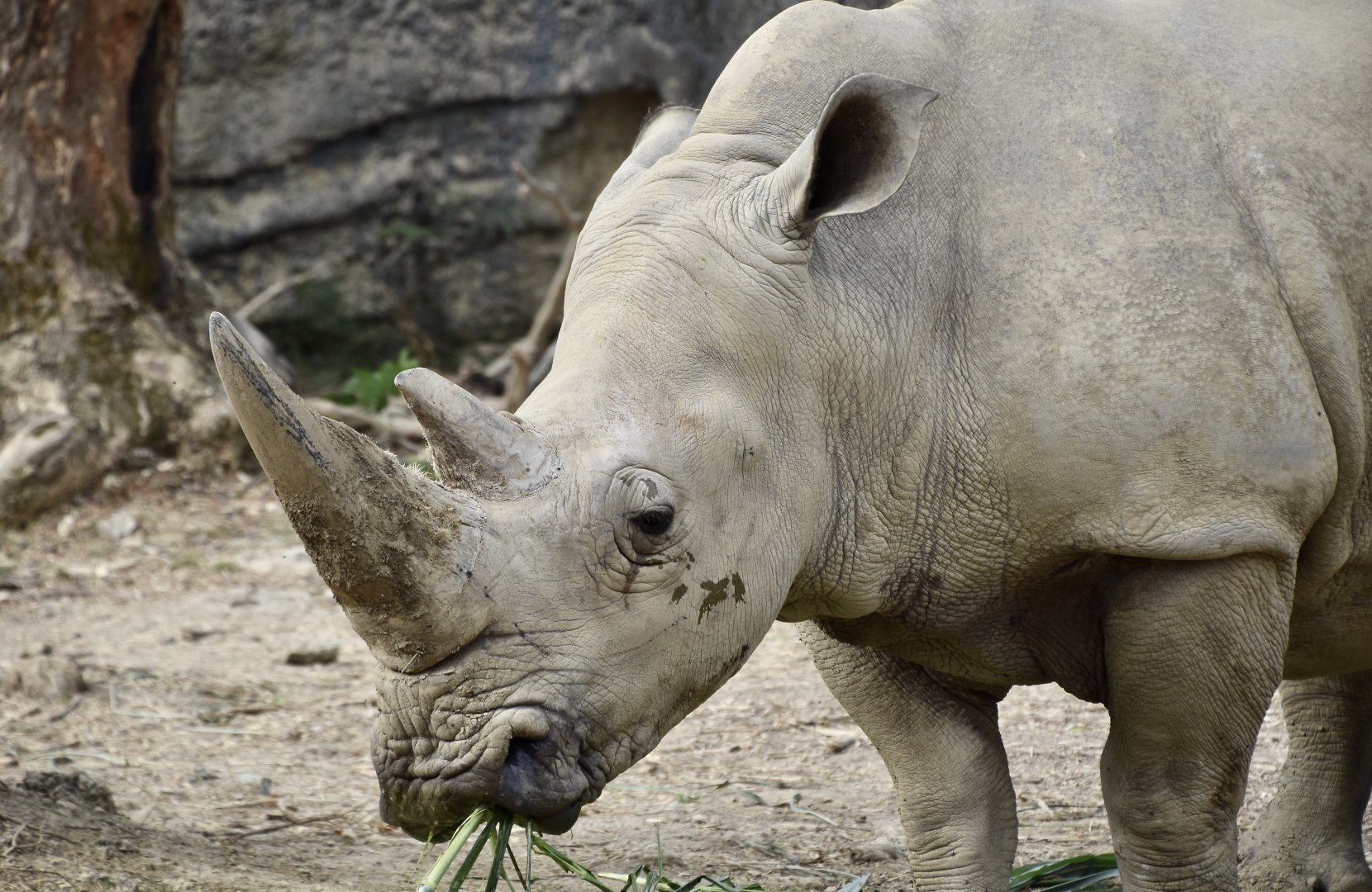 Southern White Rhinoceros (Ceratotherium simum simum)