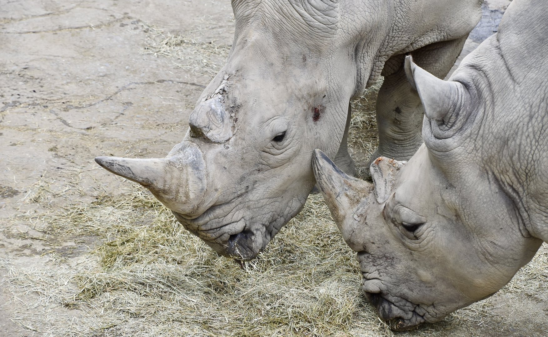 Southern White Rhinoceros (Ceratotherium simum simum)