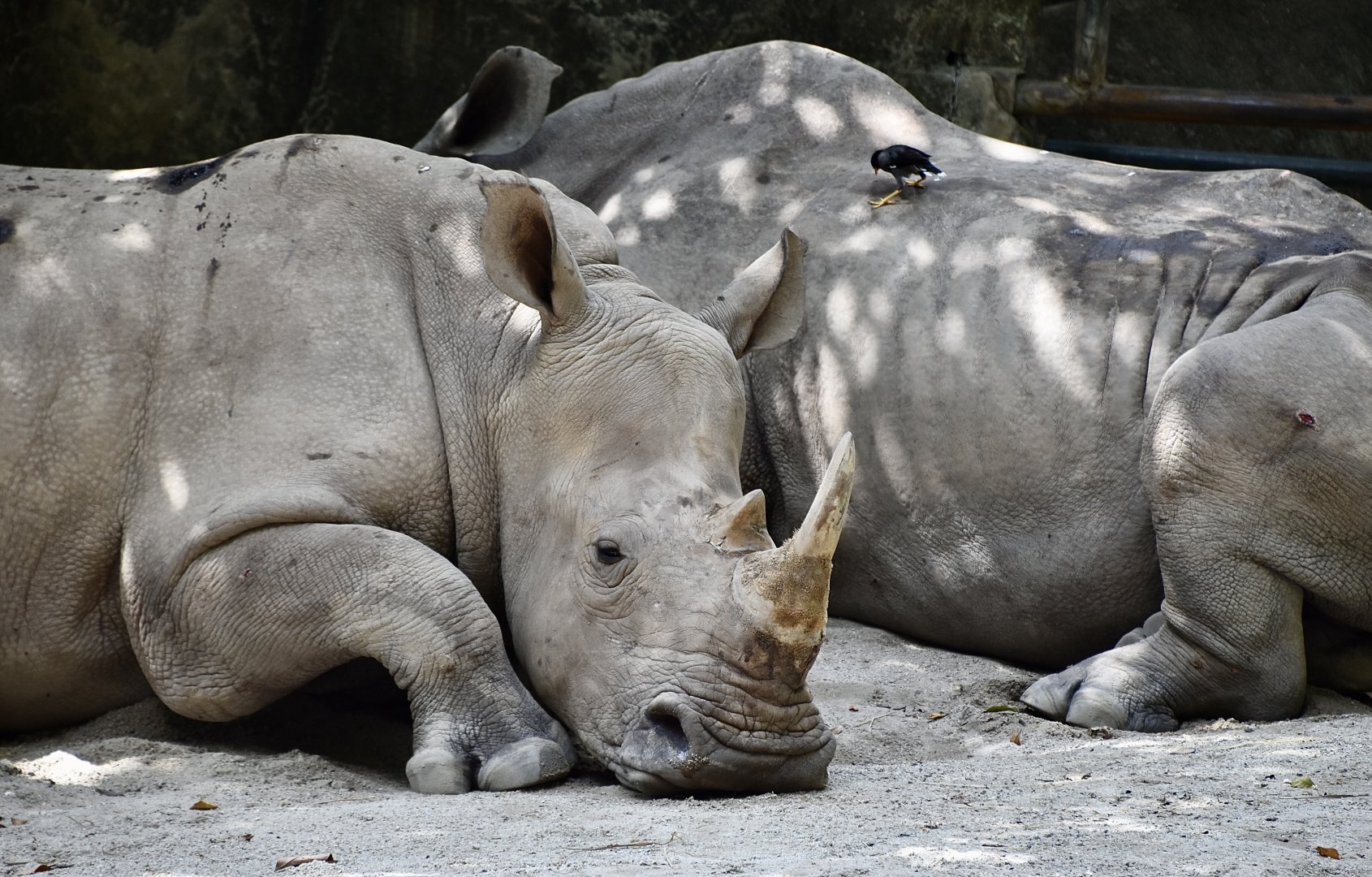 Southern White Rhinoceros (Ceratotherium simum simum)