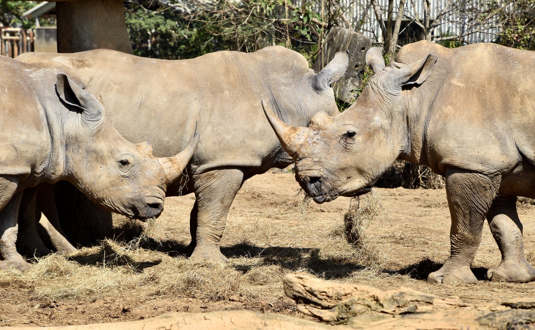 Southern White Rhinoceros (Ceratotherium simum simum)