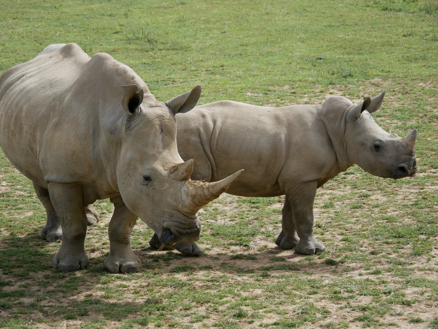 Southern white rhinoceros (Ceratotherium simum simum)
