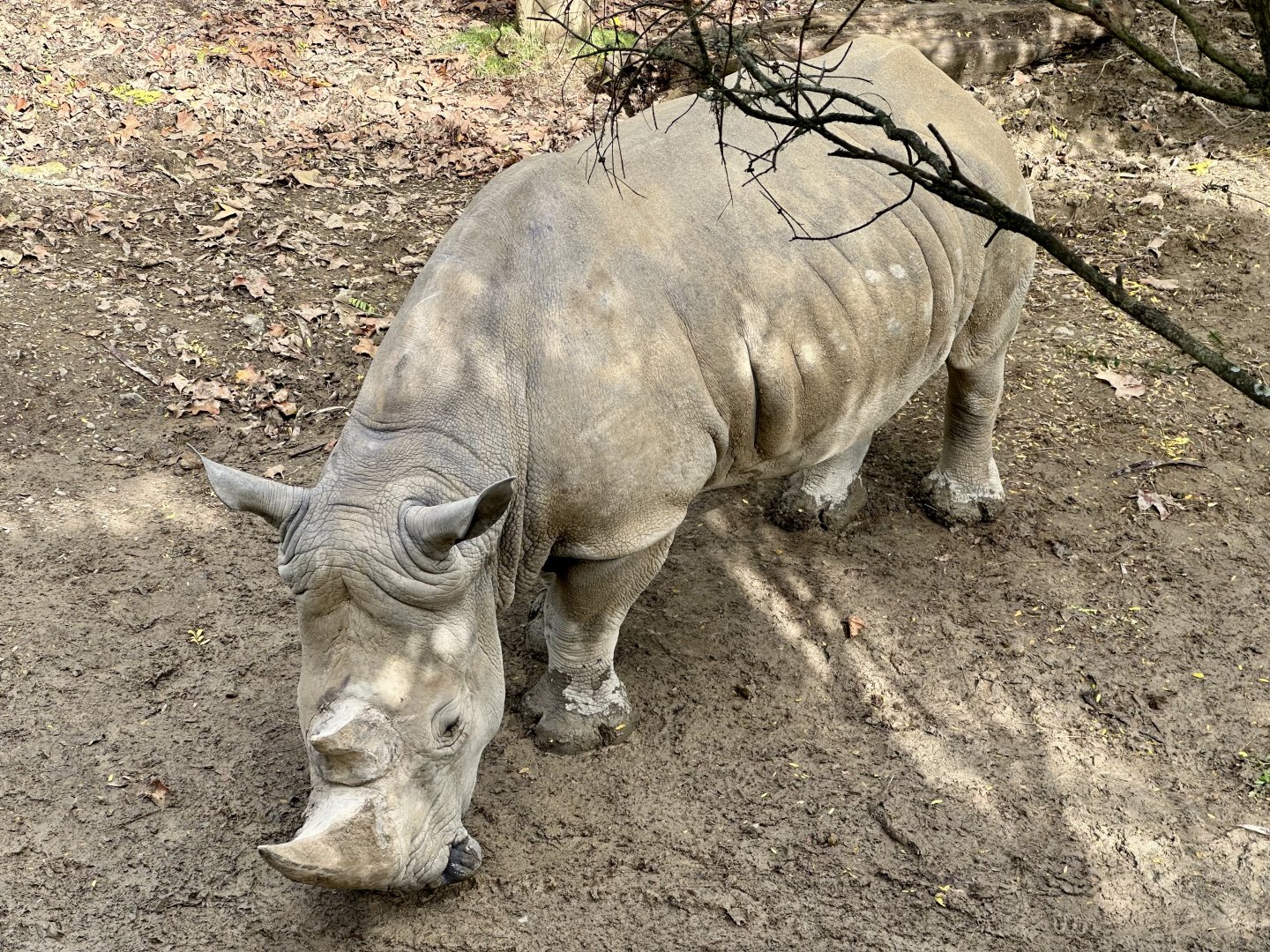 Southern white rhinoceros (Ceratotherium simum simum)