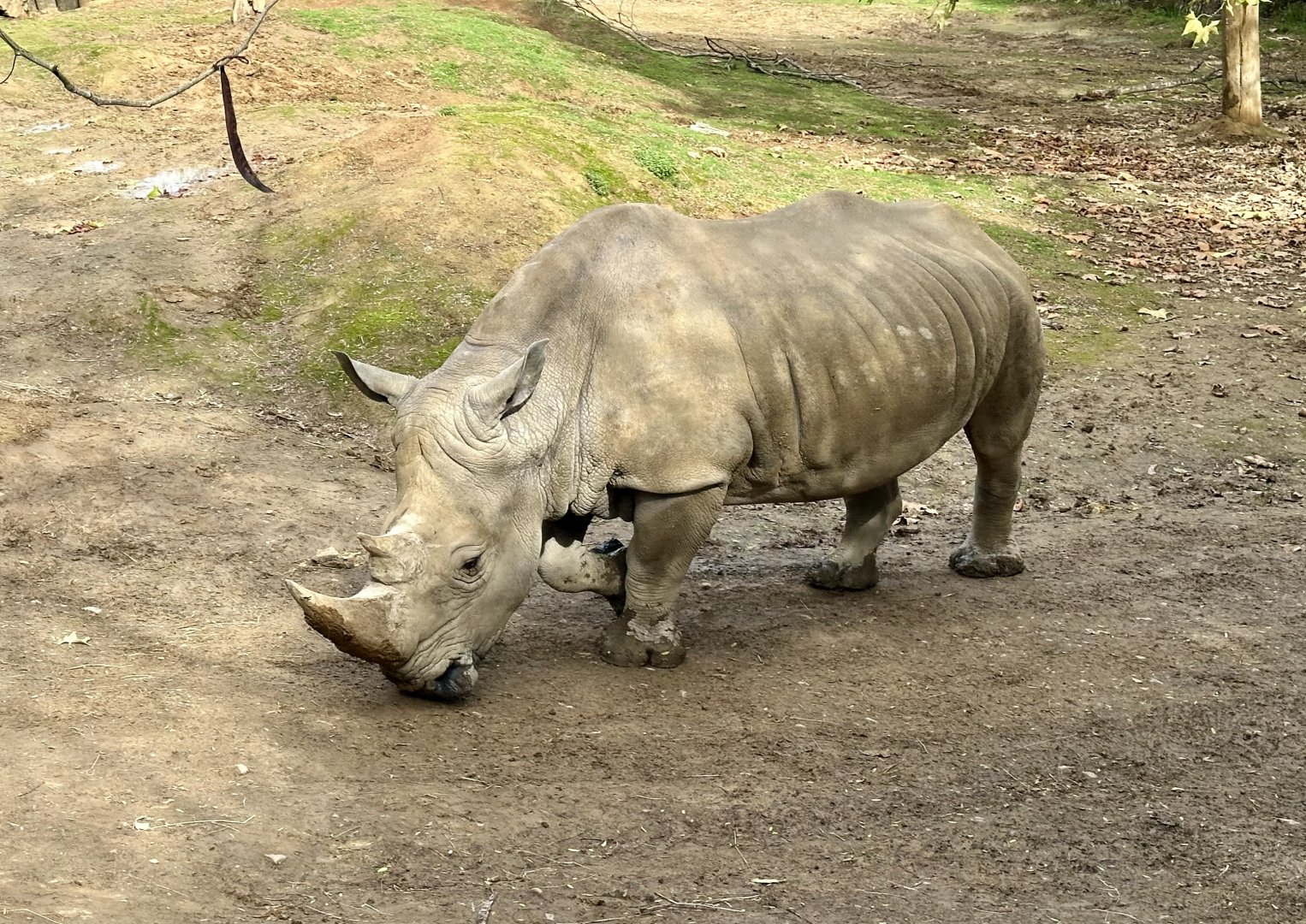 Southern white rhinoceros (Ceratotherium simum simum)