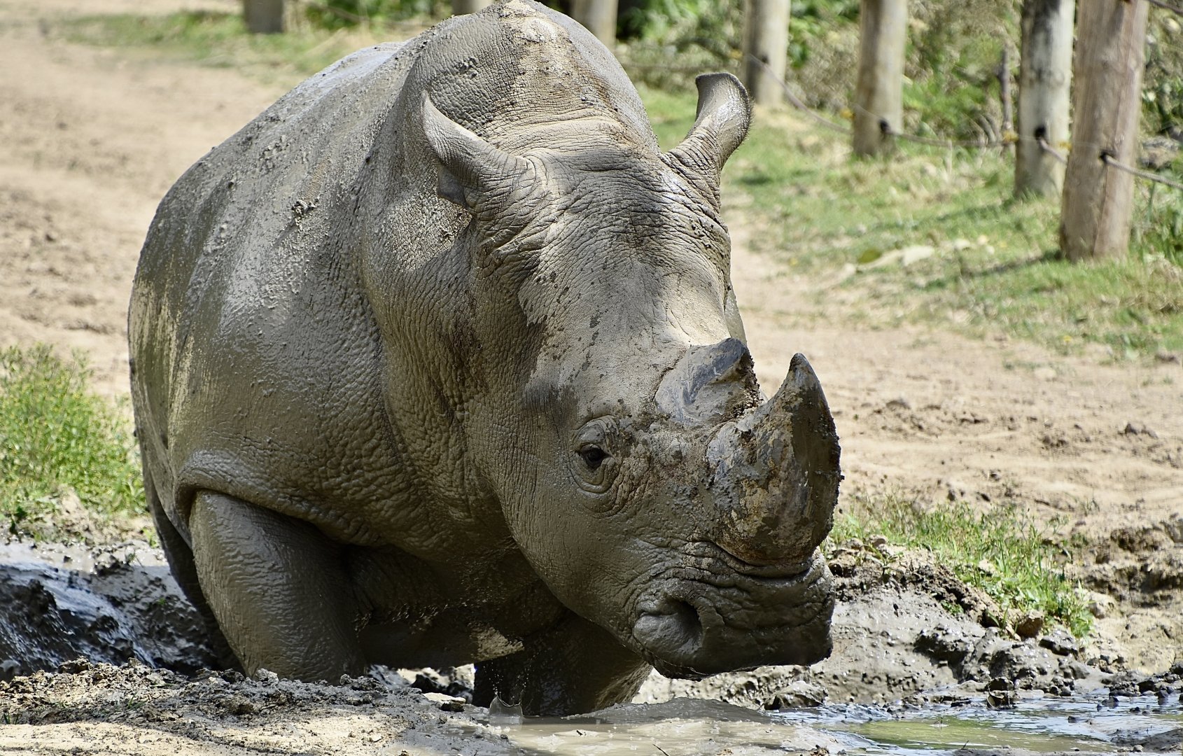 Southern White Rhinoceros (Ceratotherium simum simum)