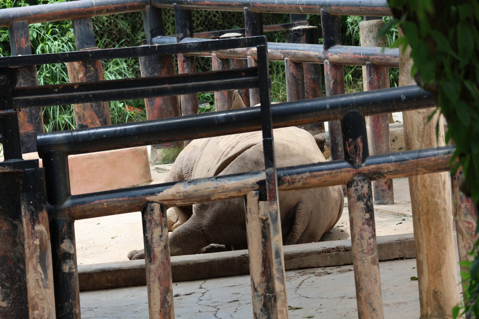 Southern white rhinoceros (Ceratotherium simum simum)