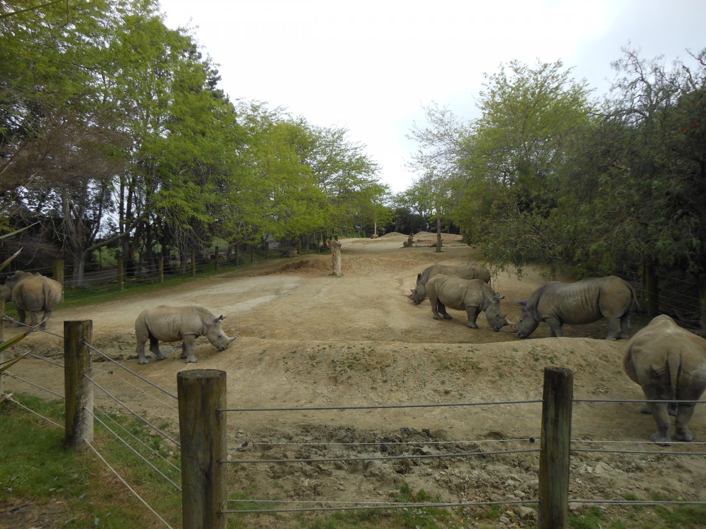 Southern White Rhinoceros (Ceratotherium simum)