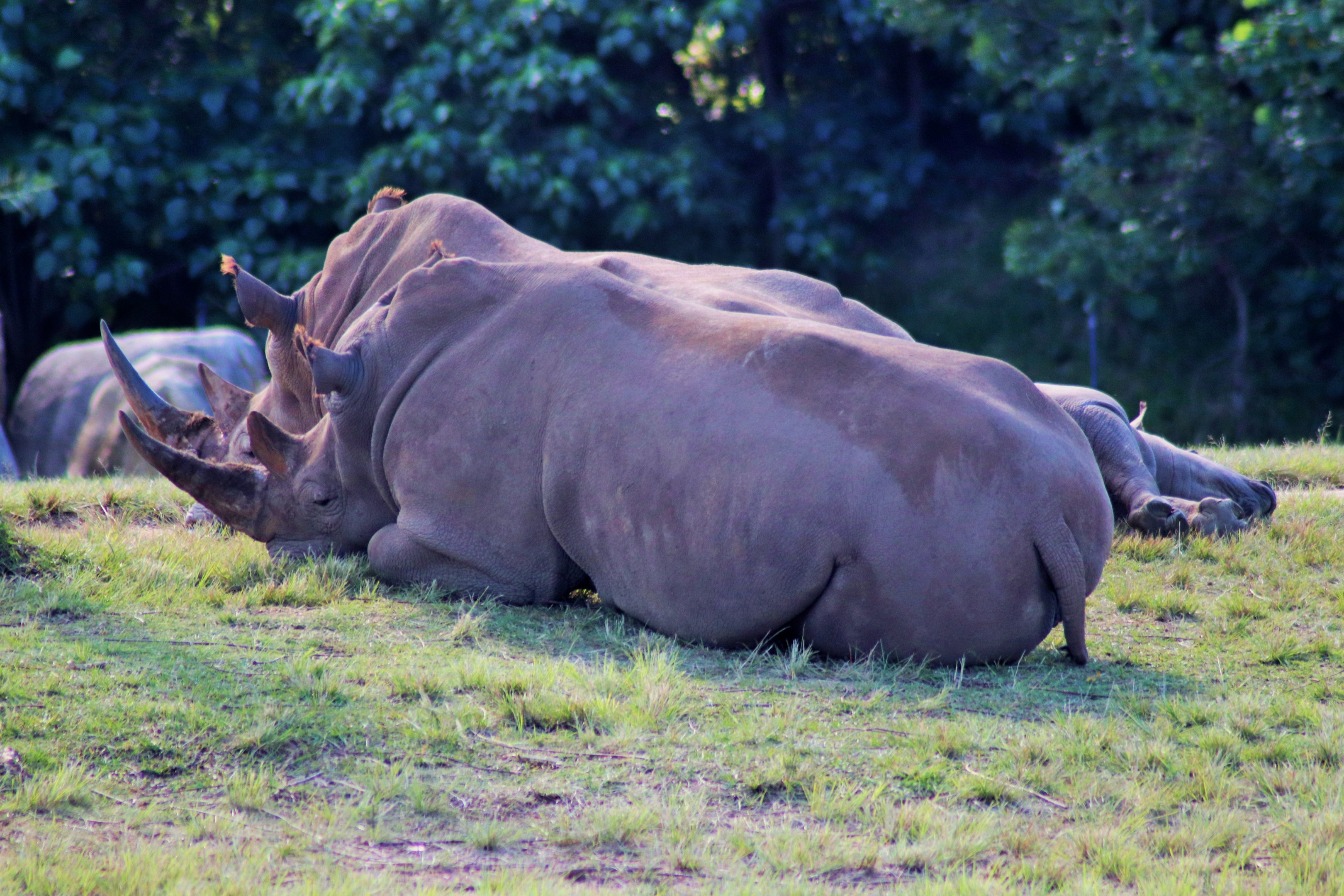 Southern White Rhinoceros (Ceratotherium simum)