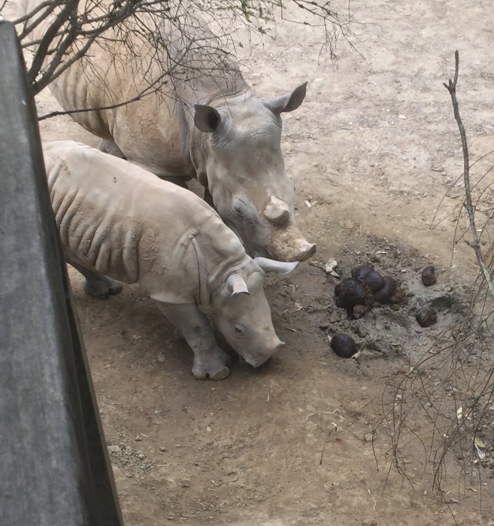 Southern white rhinoceros (Ceratotherium simum)