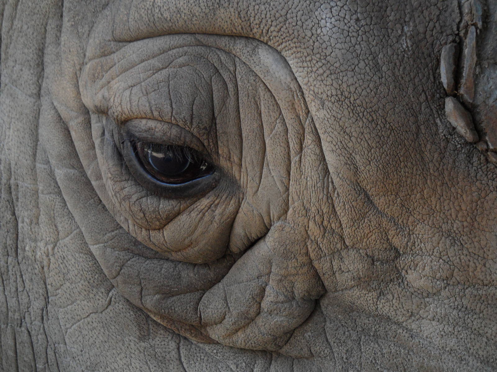 Southern white rhinoceros closeup
