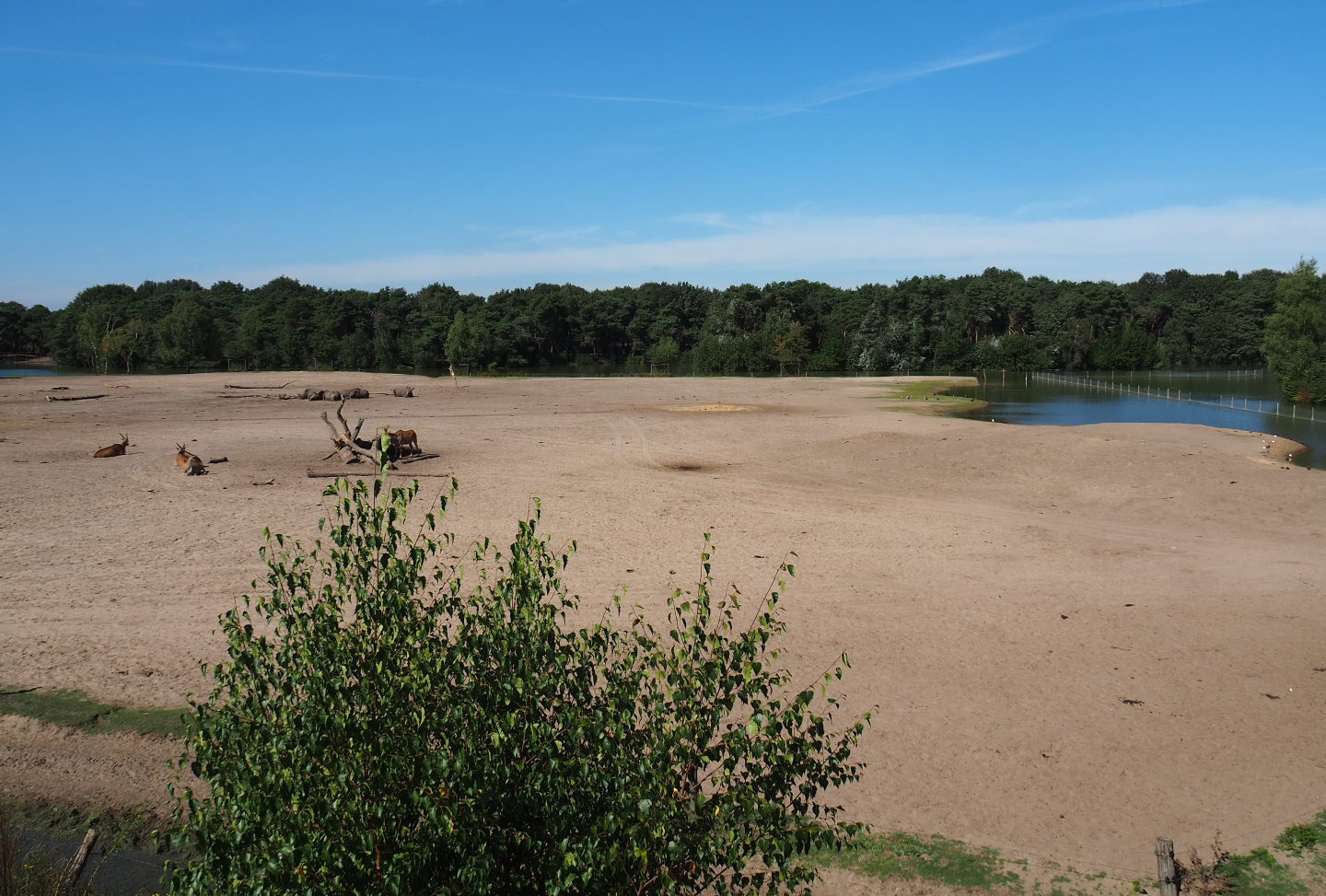 Southern white rhinoceros, common eland, Ankole-Watusi cattle and blesbok paddock, 2019-09-15