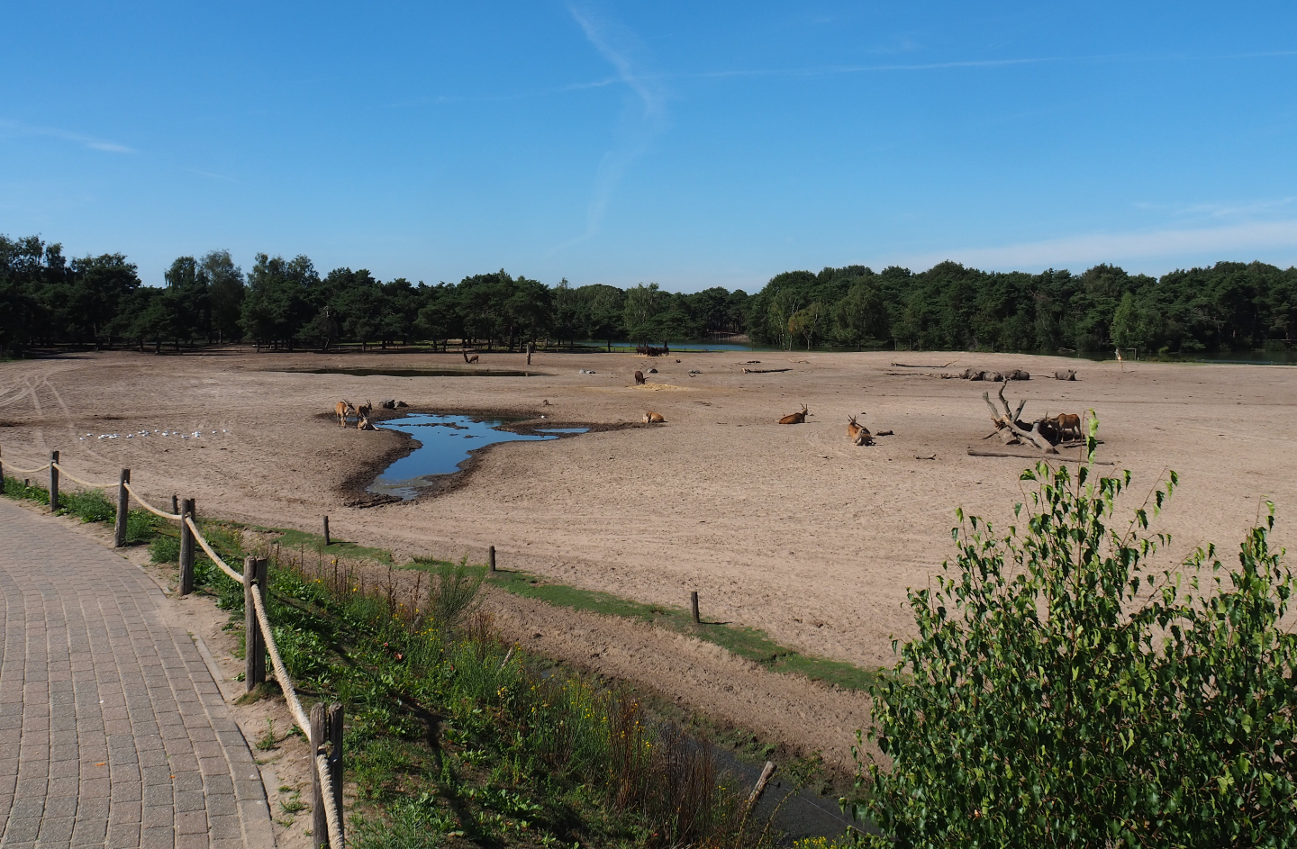 Southern white rhinoceros, common eland, Ankole-Watusi cattle and blesbok paddock, 2019-09-15