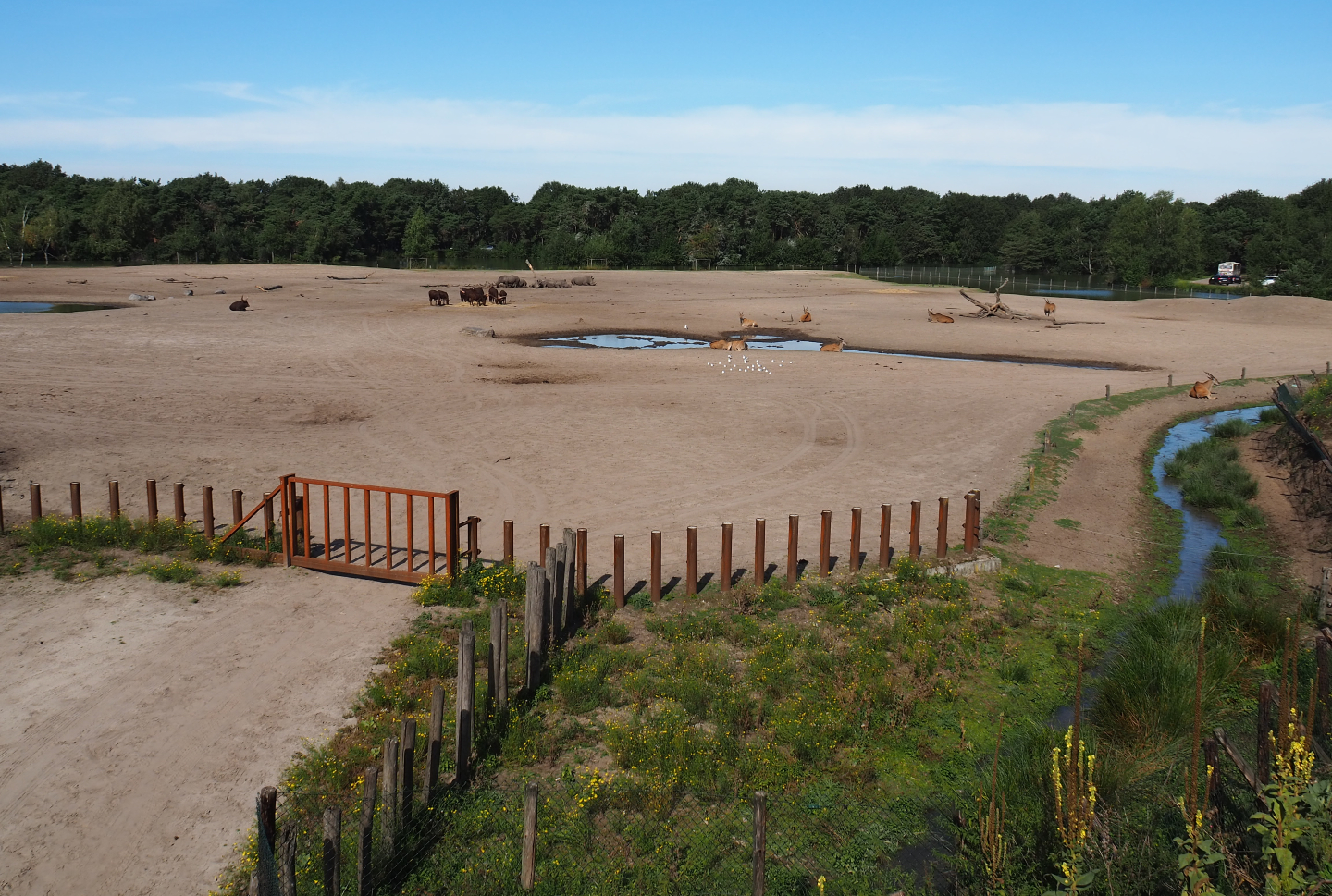 Southern white rhinoceros, common eland, Ankole-Watusi cattle and blesbok paddock, 2019-09-15