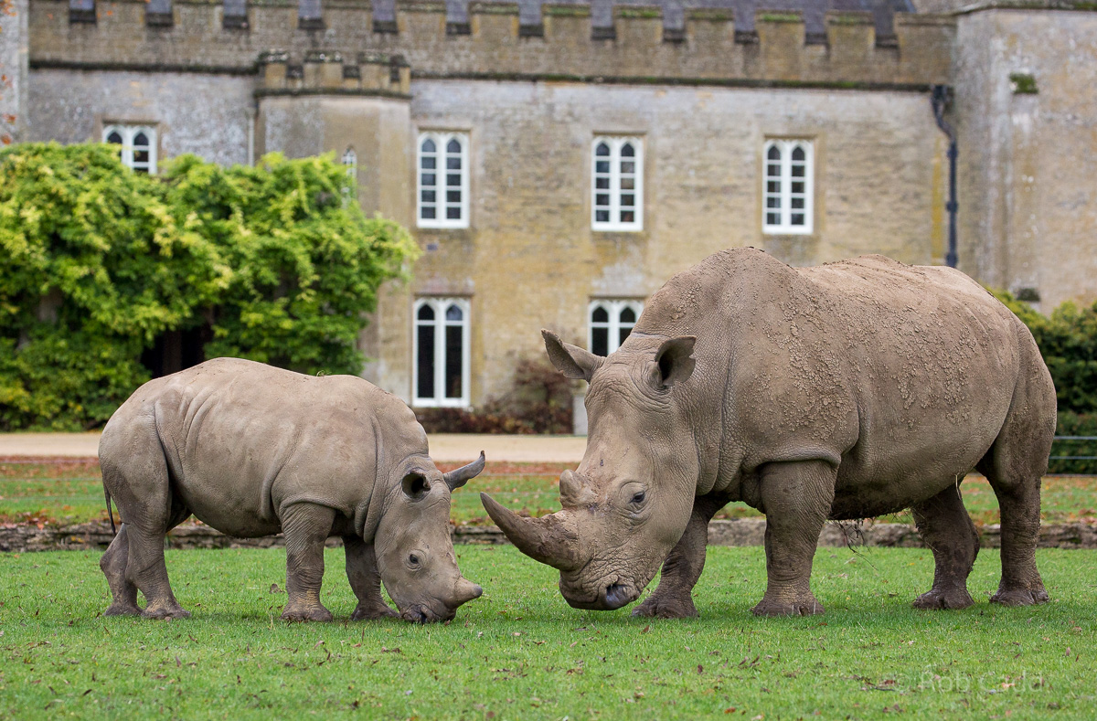 Southern white rhinoceros : Cotswold WP : 08 Nov 2015