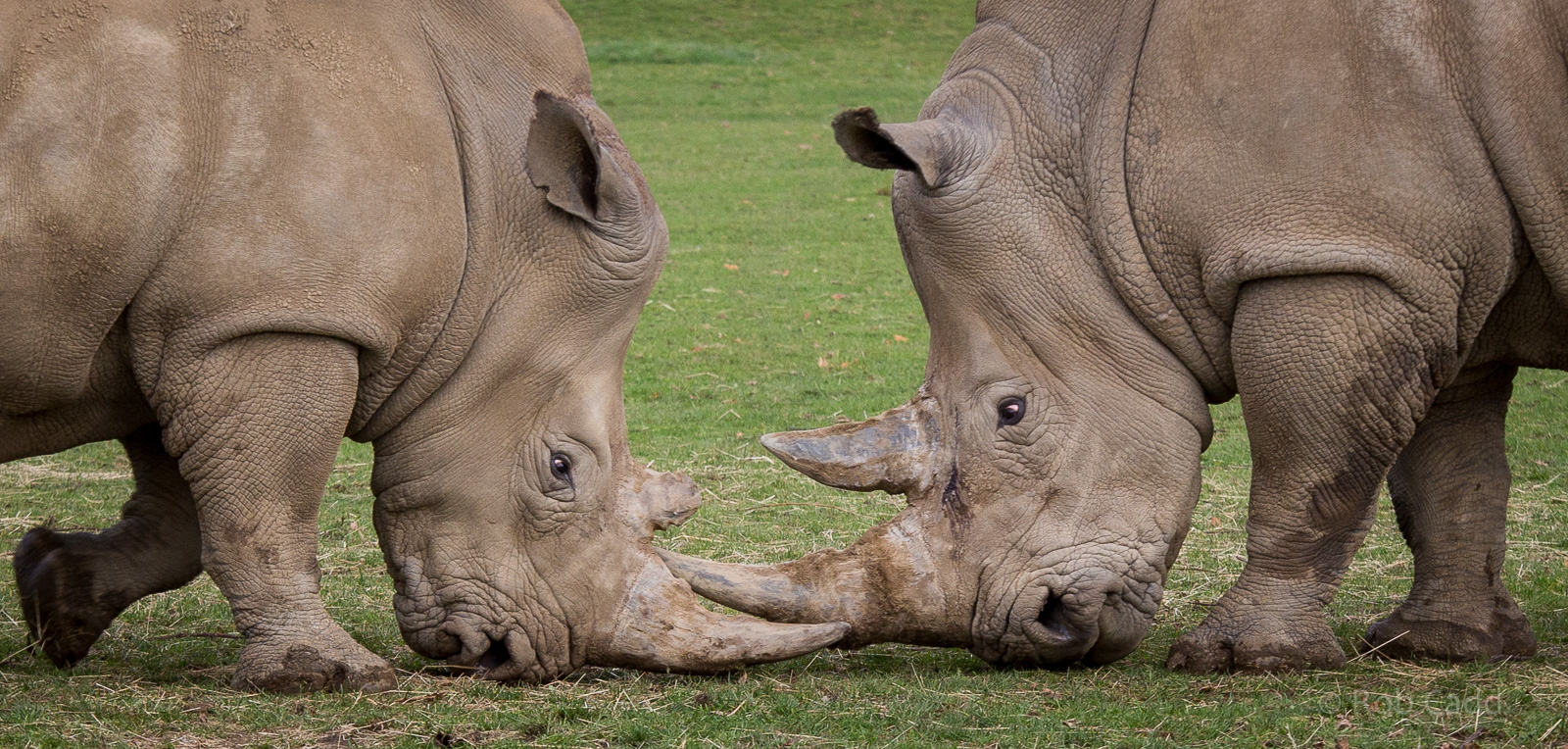 Southern white rhinoceros : Cotswold WP : 25 Oct 2014