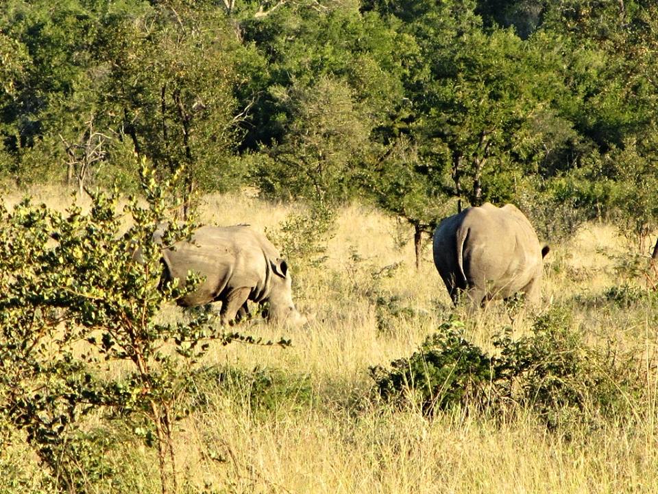 Southern White Rhinoceros Cow and Calf