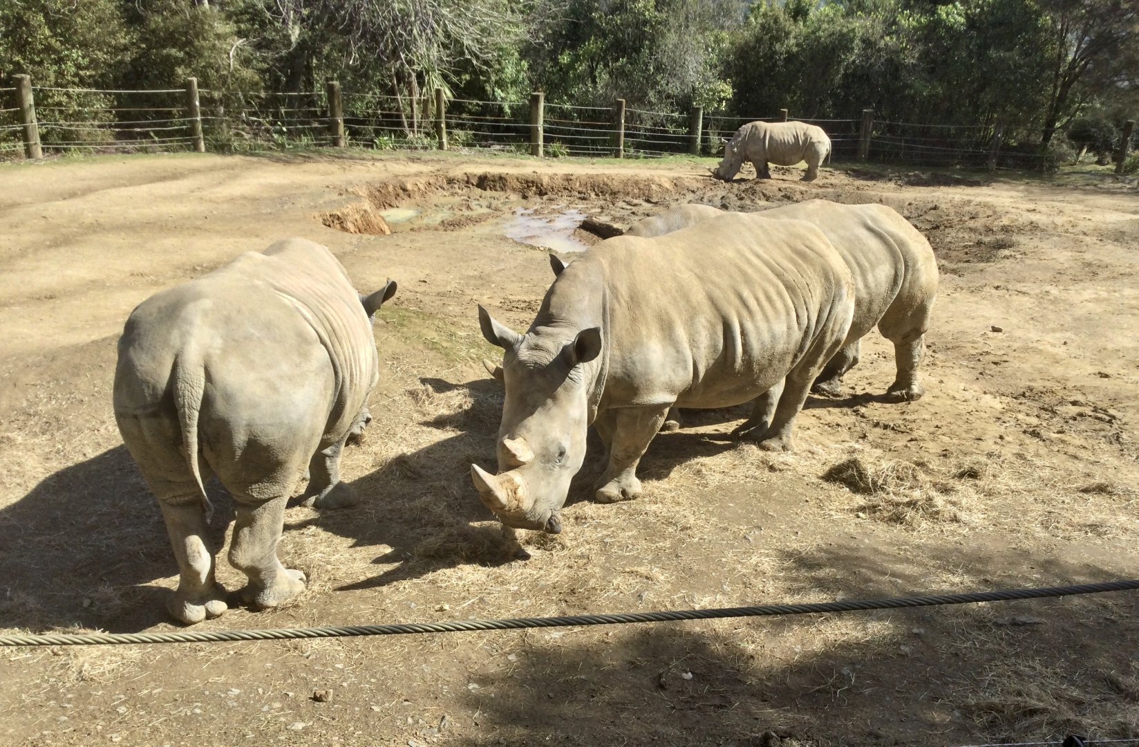 Southern White Rhinoceros (Cows)