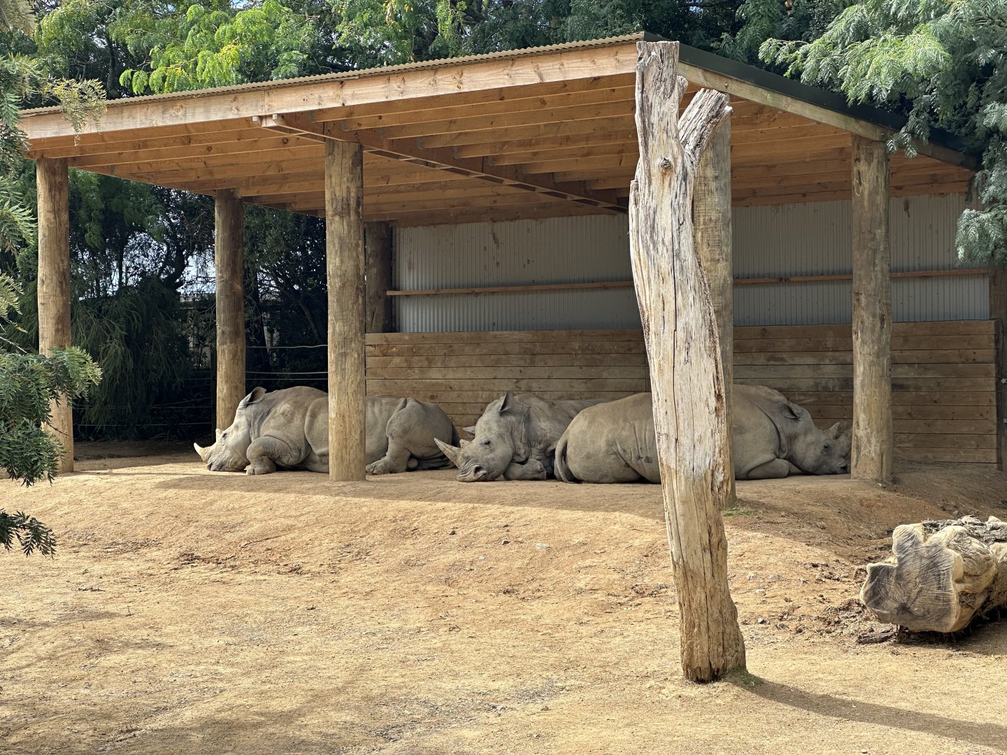 Southern white rhinoceros (cows)