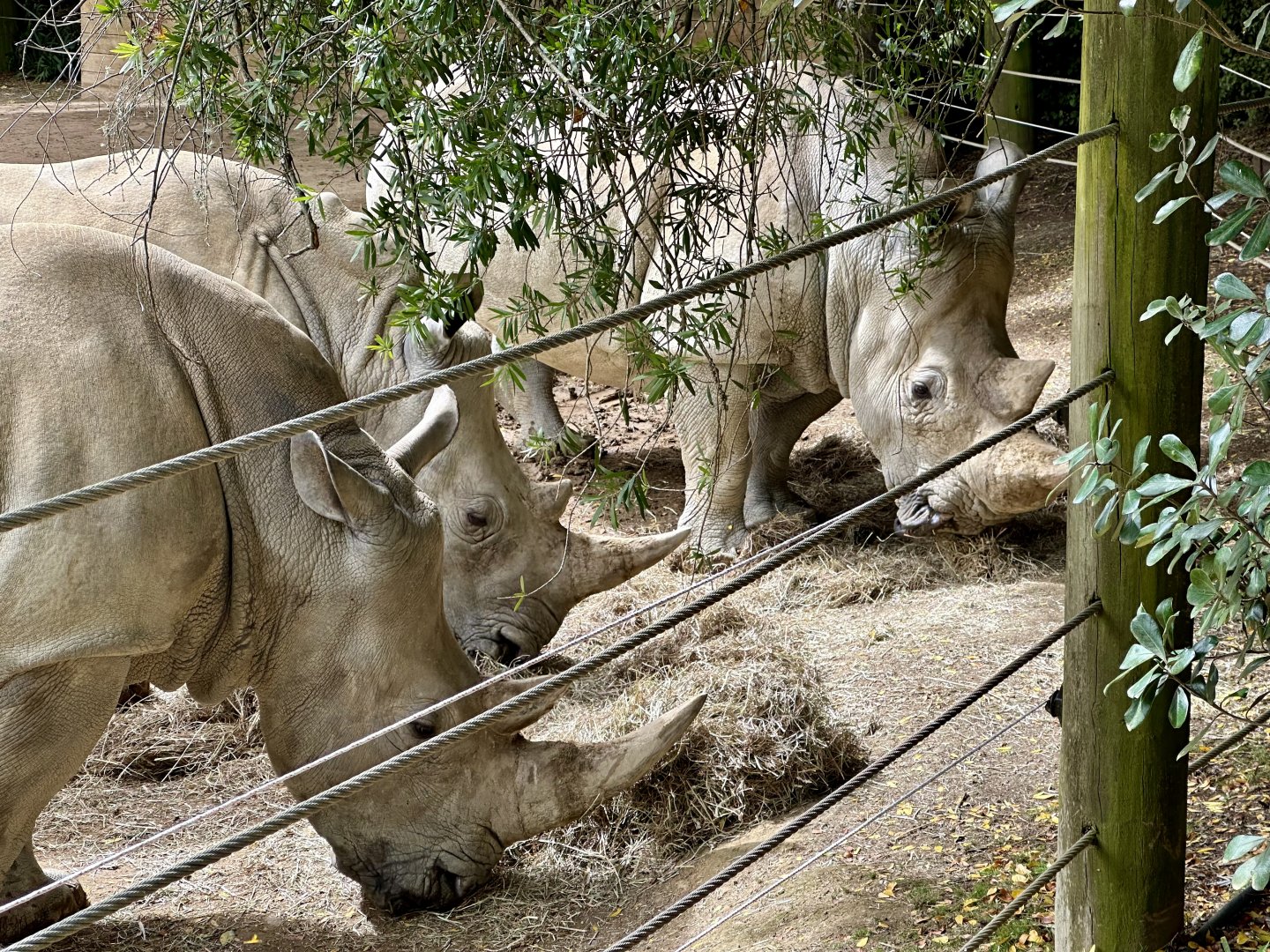 Southern White Rhinoceros (Cows)