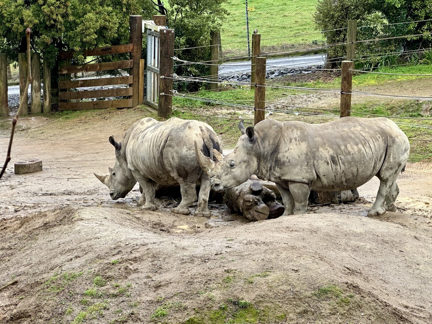 Southern White Rhinoceros (Cows)