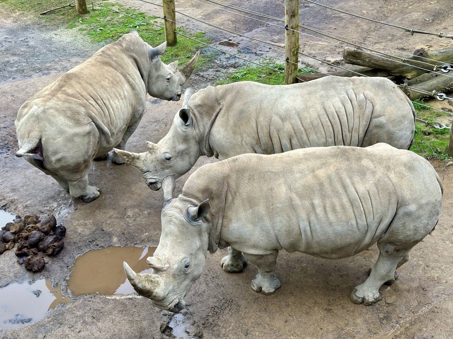 Southern White Rhinoceros Cows
