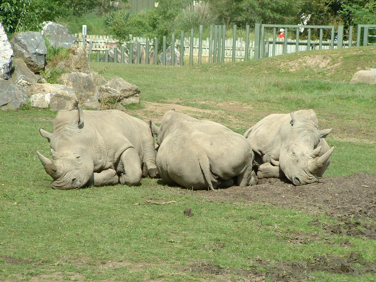 Southern White Rhinoceros - Dublin 2007