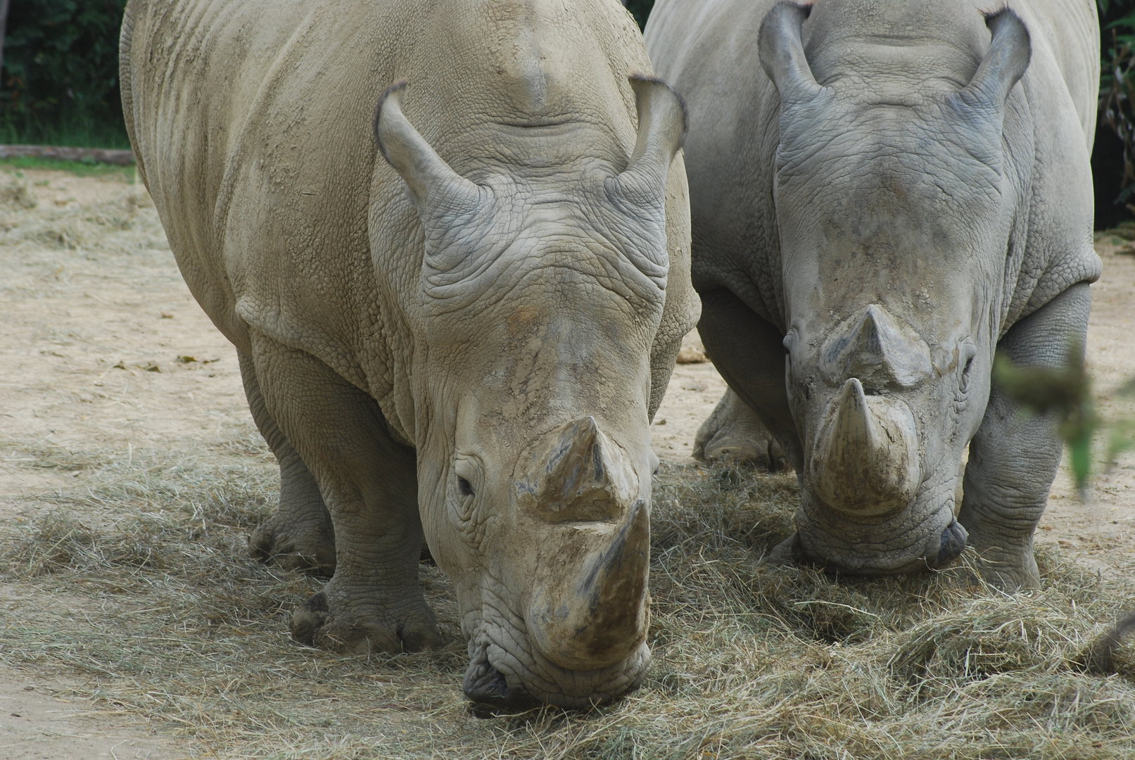Southern white rhinoceros duo