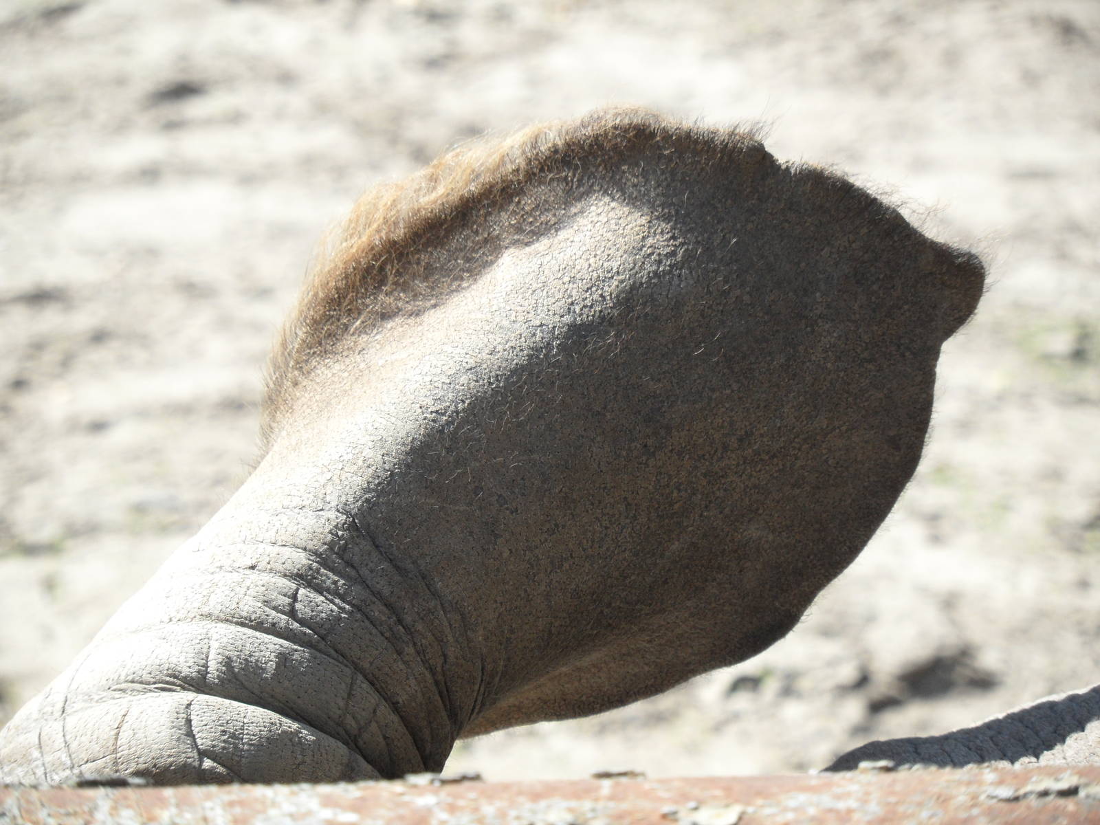 Southern white rhinoceros - ear